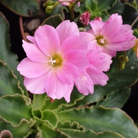 Lewisia cotyledon pink-flowered